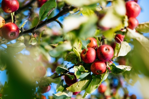 Destiláty s vůní jablek: jablkovice, calvados a applejack