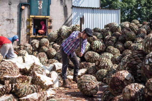 Příběh značky: ArteNOM