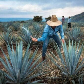 Výroba tequily: od agáve po láhev